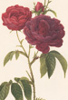 Pierre-Joseph Redoute roses